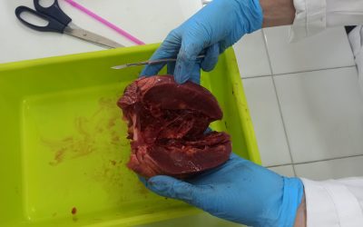 L’alumnat de l’assignatura de biologia de 4t d’ESO, realitza una dissecció de l’aparell respiratori, del cor i del fetge