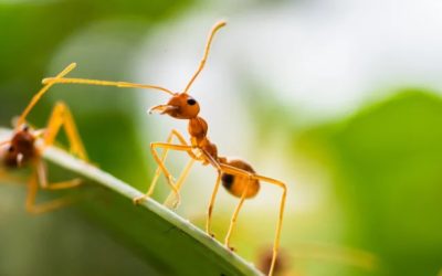 Salvar la vida de los insectos