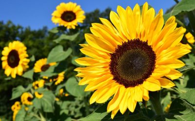 El girasol