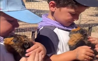 Los niños de infantil de 3 años aprenden a querer a los animales