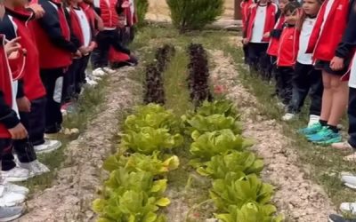 Cosecha con sabor a trabajo en equipo